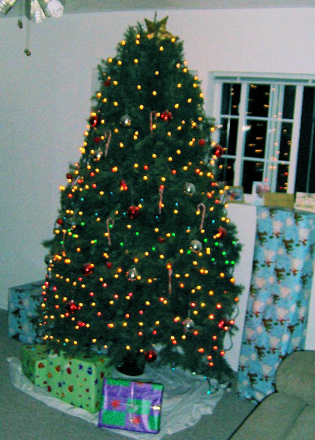 挑选刚砍下的圣诞树: